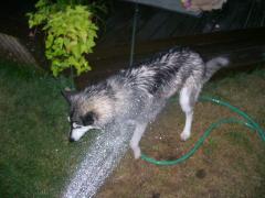 Friday August 03, 2007 20:35 - ACCIDENT ON MAIN ST. 042.jpg